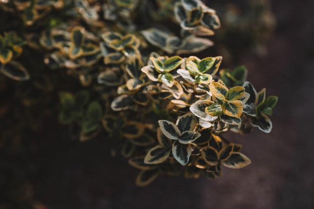 背景图像为绿色。自然、环保的自然背景。纹理绿色的幸运叶翡翠金桦树皮。图片下载