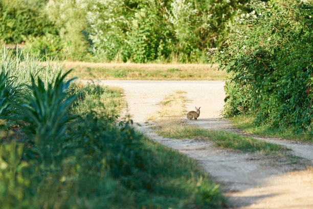 野兔在田野的路上奔跑图片下载