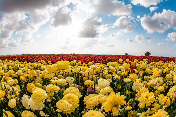 红色和黄色花园毛茛图片下载