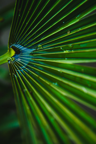 特写热带树叶自然和暗色调背景概念。棕榈树树枝上的露珠，霓虹灯下，热带清新的概念。散焦选择性聚焦。副本的空间。图片下载