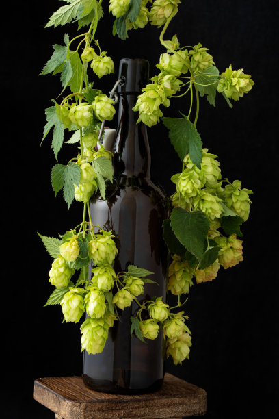 啤酒瓶在绿色的啤酒花，设计模型。图片下载