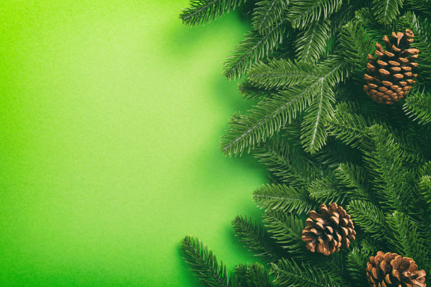 圣诞假期背景与文案空间为广告文字。颜色背景上的冷杉枝和松果。平铺，俯视图图片下载