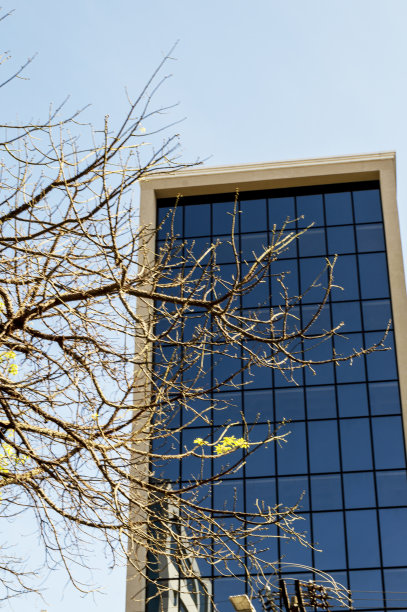 建筑物正面的树枝。蓝色的天空。图片下载