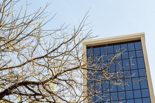 建筑物正面的树枝。蓝色的天空。图片下载