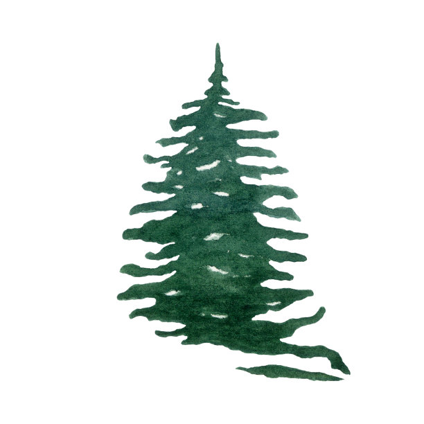 水彩圣诞树插图。手绘圣诞树孤立在白色。图片下载