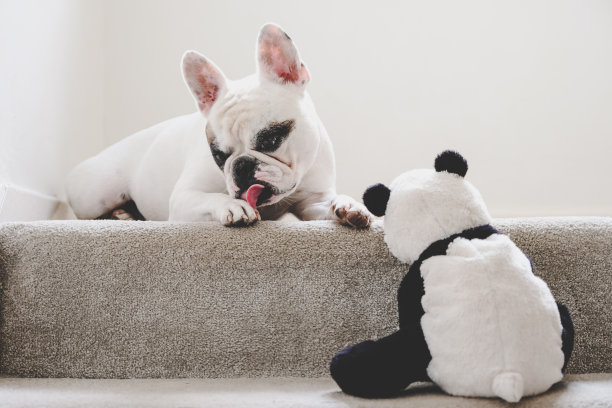 狗舔爪子图片下载