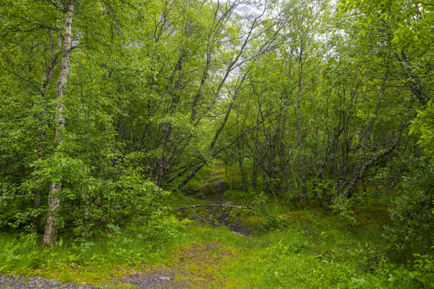 接近挪威布里克斯达尔冰川的山谷中的植被。图片下载