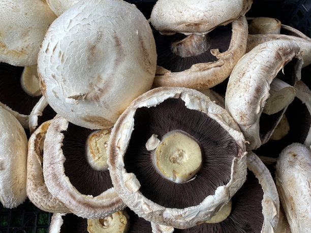 全帧图像的新鲜生产portobello蘑菇(双孢蘑菇)在黑色塑料板条箱，上升的观点图片下载