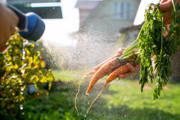 一家人正在清洗自家种植的蔬菜图片下载