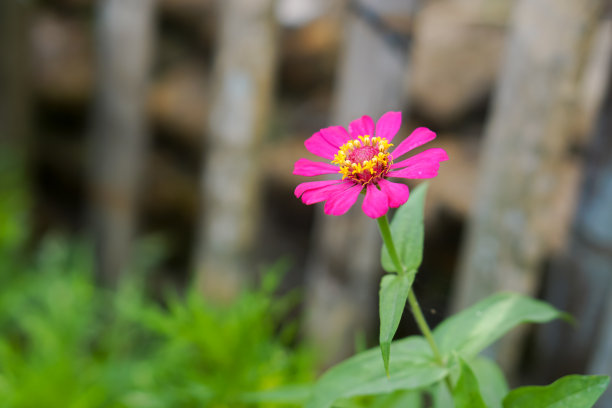 zinnia花图片下载