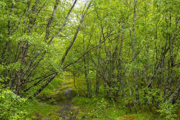 接近挪威布里克斯达尔冰川的山谷中的植被。图片下载