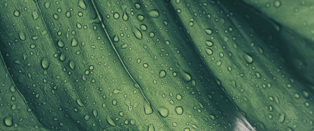 绿叶上的水滴，纯净自然的底色图片下载