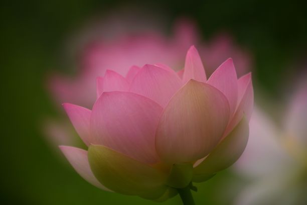 盛开的鲜花图片下载