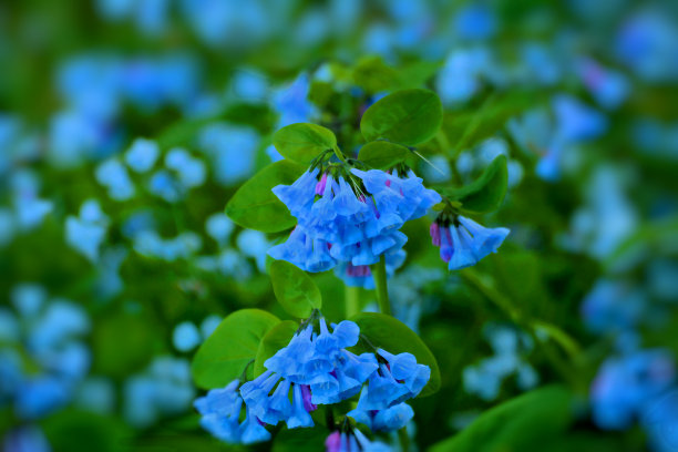 盛开的鲜花图片下载
