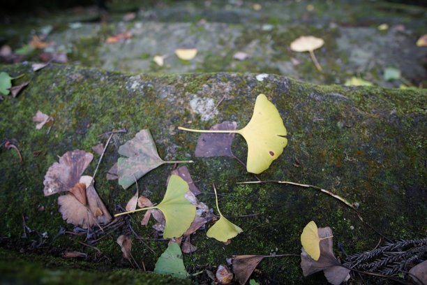 银杏的叶子图片下载