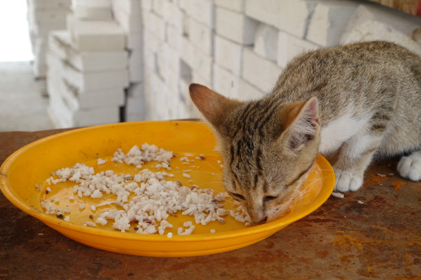 在泰国公共场所吃东西的猫图片下载