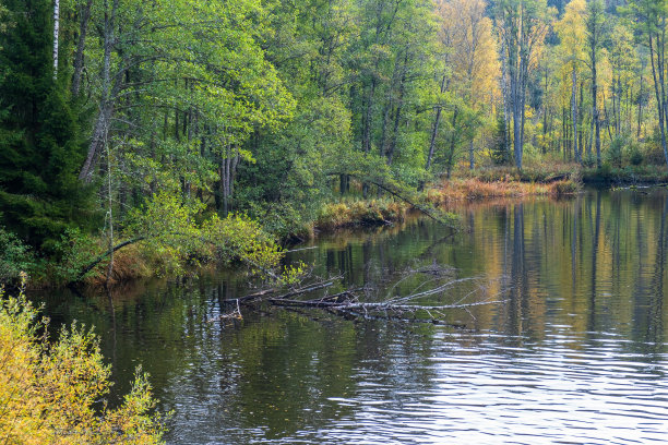 湖岸，森林里秋色浓浓图片下载