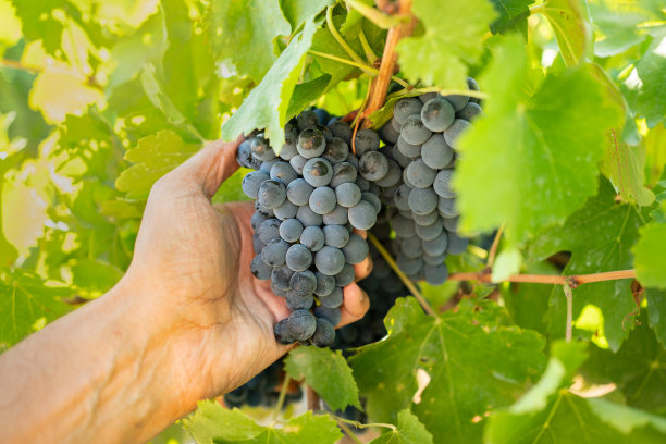 在葡萄园采摘新鲜红葡萄的农民图片下载