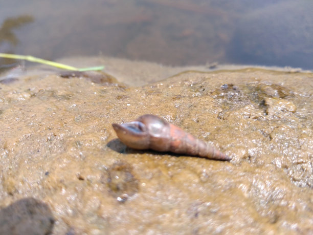 在三宝垄Jatibarang水库边缘的一块岩石上搁浅的湖蜗牛图片下载