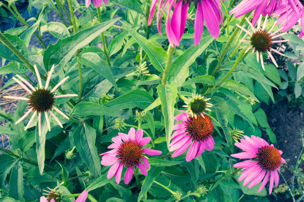 盛开的粉红色松果菊花为背景设计。背景从紫锥菊紫灌木品牌，日历，卡，旗帜，封面，海报，张贴，网站。高质量的照片图片下载