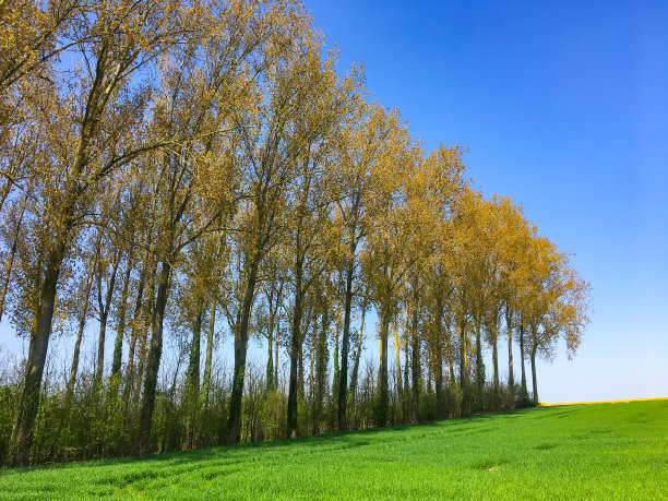 比利时，绿色田野旁的一排排树木图片下载