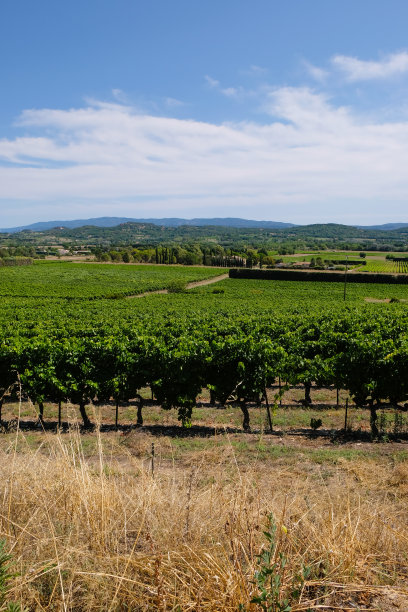 普罗旺斯Joucas附近的葡萄园。法国的葡萄酒产区。图片下载