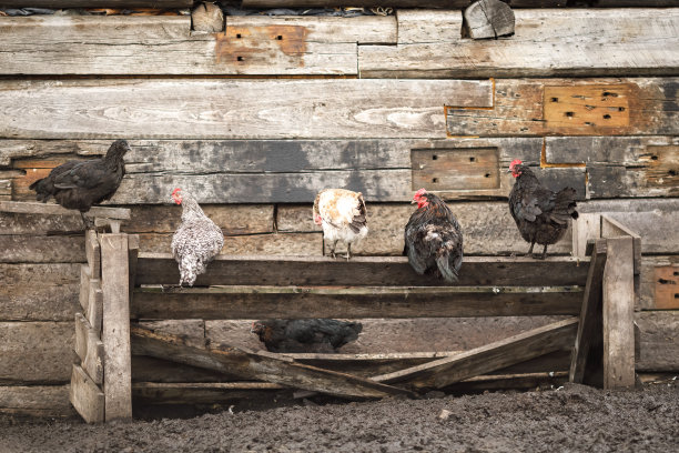 私人农场里的动物。私人农场，山羊，生产鸡蛋和奶酪牛奶的鸡图片下载