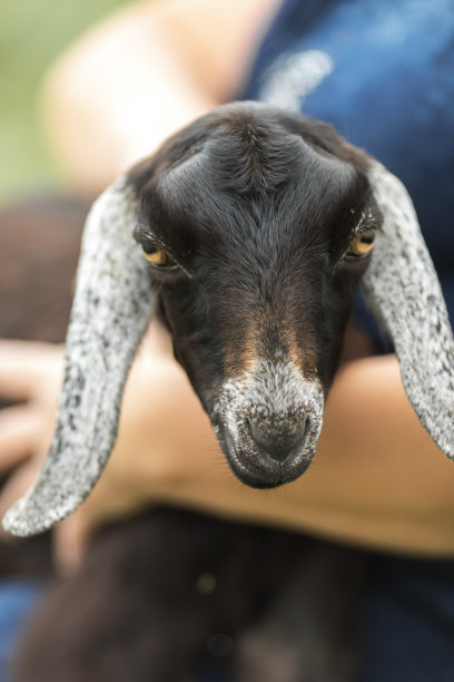 私人农场里的动物。私人农场，山羊，生产鸡蛋和奶酪牛奶的鸡图片下载