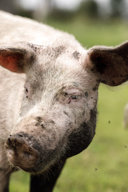 私人农场里的动物。私人农场，山羊，生产鸡蛋和奶酪牛奶的鸡图片下载