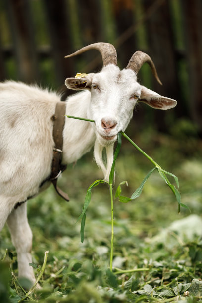 私人农场里的动物。私人农场，山羊，生产鸡蛋和奶酪牛奶的鸡图片下载