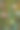 彩蛋挂在复活节的树枝上。重点是孩子们手绘的黄色彩蛋。图片下载