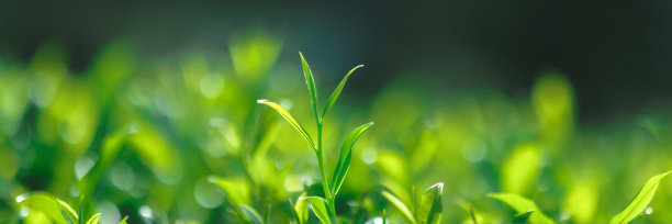 茶园自然背景下的茶芽和茶叶图片下载