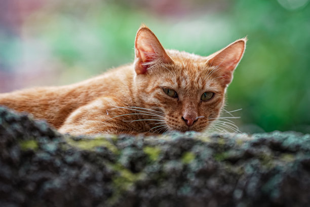 印度猫特写面部图像图片下载