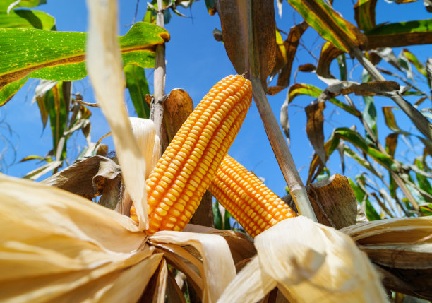 在农业耕作的田地里，成熟的玉米在秸秆上等待收割图片下载