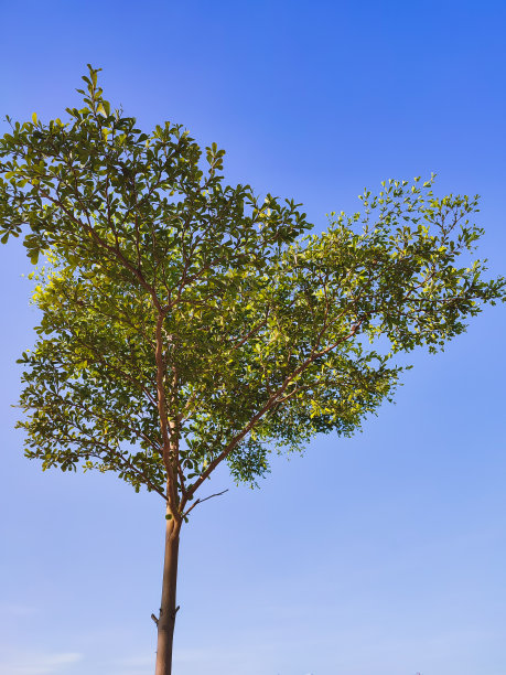 “Bucida Buceras”树图片下载