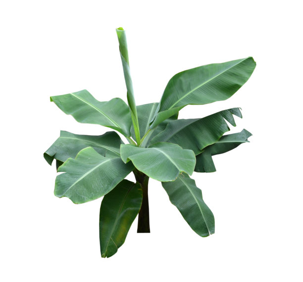 香蕉树图片下载