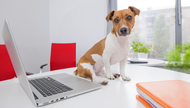 办公室里有只带着笔记本电脑的狗。杰克罗素梗的画像在办公室里和一台笔记本电脑。这只狗用桌上的笔记本电脑表现出不同的情绪。图片下载