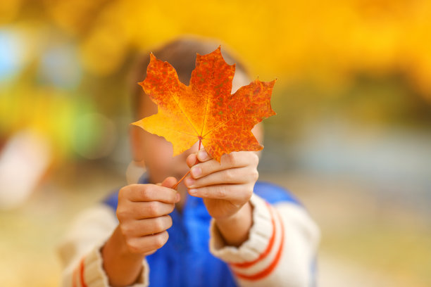 男孩从枫叶上心形的洞里往外看。图片下载