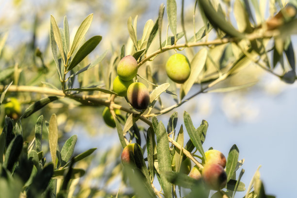 橄榄枝上新鲜的绿色橄榄特写。选择软焦点。图片下载