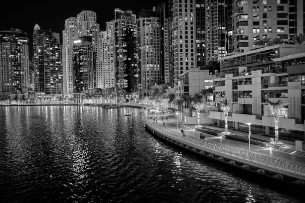 阿拉伯联合酋长国迪拜海滨的棕榈树图片下载