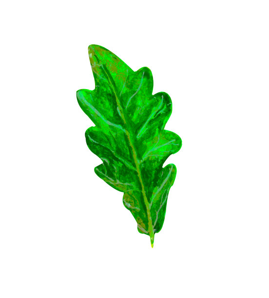 水彩绿色森林橡树叶在白色背景图标孤立为您的设计，手绘插图图片下载