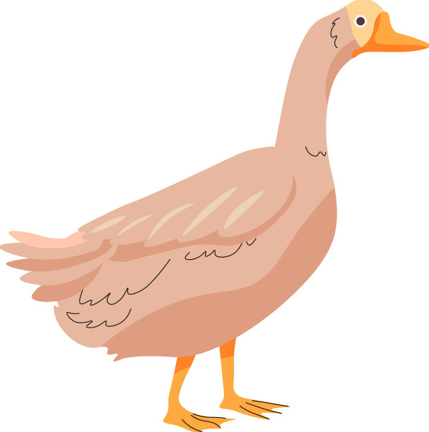 鹅农场动物养殖鸟类生产图片下载