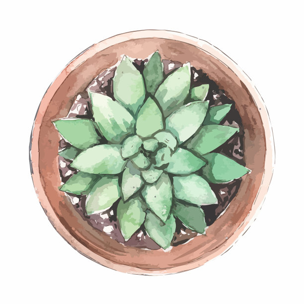 多肉植物花俯视图图片下载