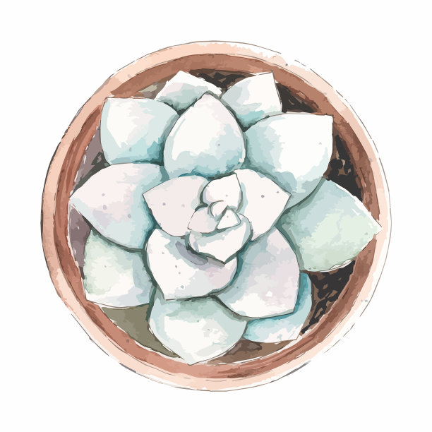 多肉植物花俯视图图片下载