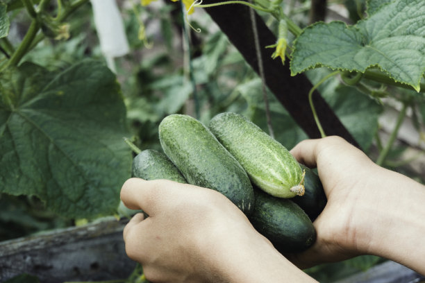 手拿着新鲜采摘的黄瓜。一名少年在农场的菜园里收获黄瓜图片下载