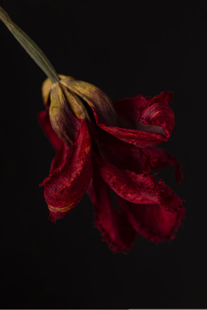 摘要背景与红色干花在黑色背景软焦点。死花，竖照图片下载