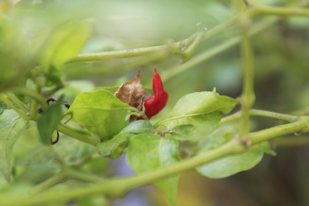花园里种了红辣椒。图片下载