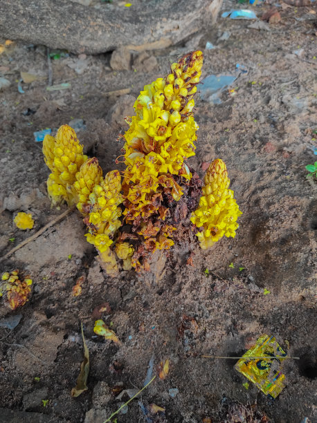 印度乡村森林沙漠风信子植物花朵特写照片图片下载