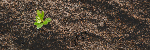 幼小的绿色新生命在生态自然的土壤上生长。在世界环境日，在地球上爱护树木、育苗、保护花园。发展environmental-agriculture概念图片下载