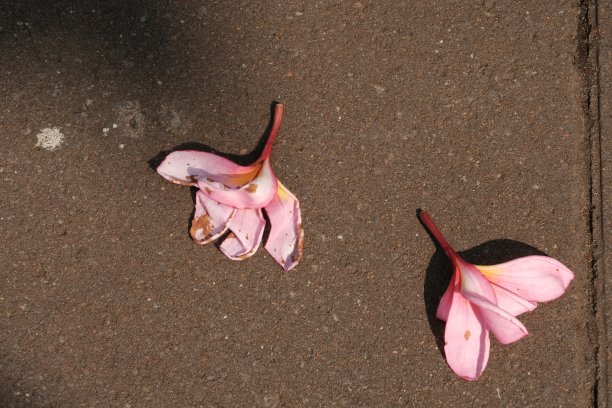 紫色的鸡蛋花落在地上图片下载